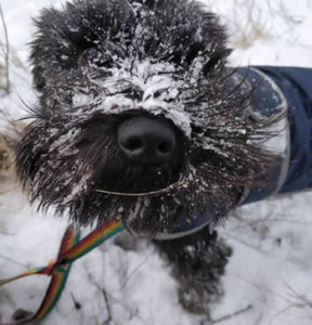 Dogs'RUs Aberdeen; snow covered puppy; contact us 
