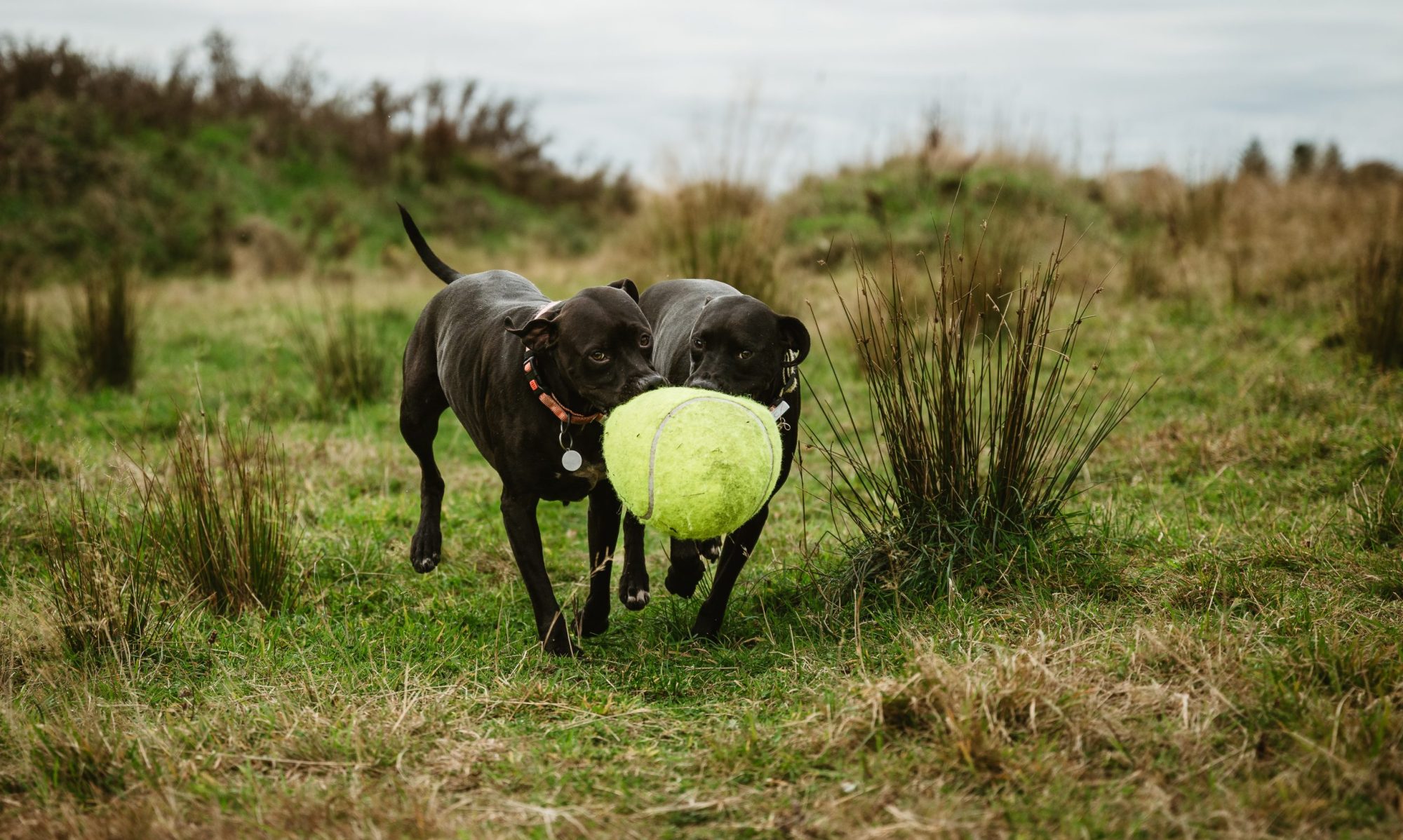 'cause dogs just wanna have fun!